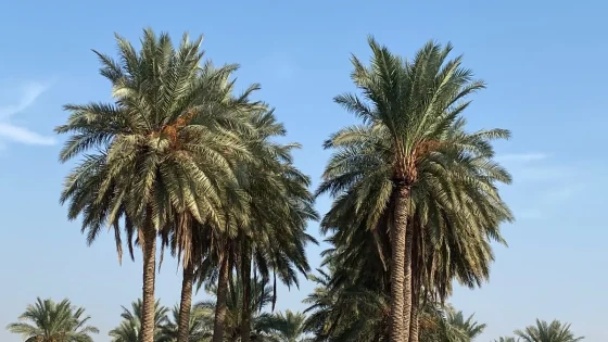 “سوسة حمراء” تهدد بساتين الأنبار ومعوقات تعرقل جهود المكافحة